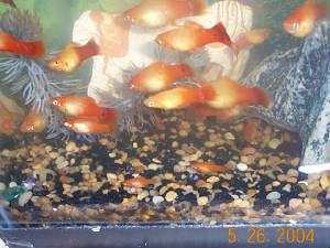fishies.jpg